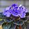 Parma Violets Flower
