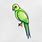 Parrot Drawing