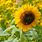 Perennial Sunflowers Plant