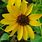 Perennial Sunflowers Varieties