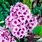 Phlox Flowers Perennial