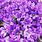 Pics of Purple Flowers