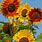 Pictures of Sunflowers