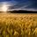 Pictures of Wheat Fields