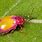Pink Beetle Insect