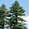 Pinus Pine Tree