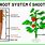 Plant Root System