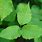 Poison Oak Ivy Plant