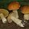 Poisonous Boletus Mushrooms