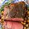 Prime Rib Roast Beef Recipes
