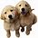 Puppies Png