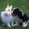 Puppy and Bunny
