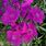 Purple Dianthus Perennial