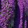 Purple Hanging Flowers