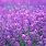 Purple Lavender Flowers