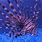 Purple Lionfish