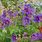 Purple Perennial Geranium