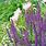 Purple Perennials That Bloom All Summer