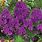 Purple Phlox Perennial