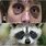Raccoon Eyes Head Trauma