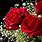 Red Roses Desktop Background