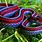 Red and Blue Snake