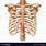 Rib Cage Bone Anatomy