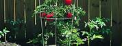 Round Tomato Plant Cages