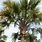 Sabal Palmetto Palm