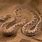 Sahara Desert Snakes