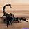 Scorpion Animal Art