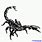 Scorpion Drawings for Tattoos