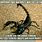 Scorpion Funny Memes