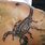 Scorpion Shoulder Tattoo