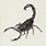 Scorpion Tail Drawing