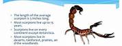 Scorpion the Animal Facts for Kids