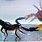 Scorpion vs Crab