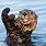 Sea Otter Fluffy