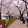 Seoul Spring
