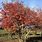 Serviceberry Tree in the Fall