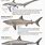 Shark Species Identification