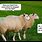 Sheep Humor