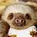 Sloth Babies