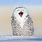 Snow Owl Funny