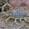 Sonoran Desert Scorpions