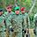 Sri Lanka Army Uniform