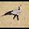 Sudan National Bird