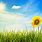 Sunny Wallpapers