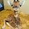 Super Cute Baby Giraffe