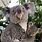 Sydney Zoo Koala